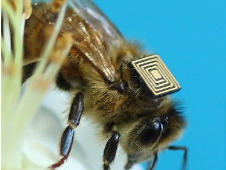 Bee RFID